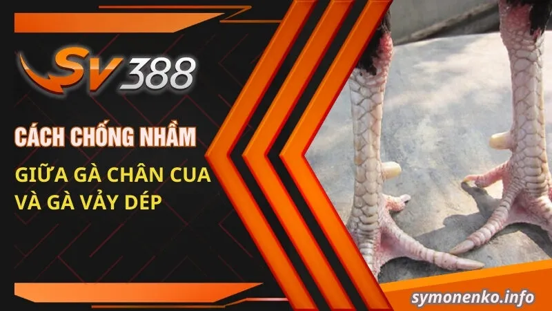 Cách chống nhầm giữa gà chân cua và gà vảy dép