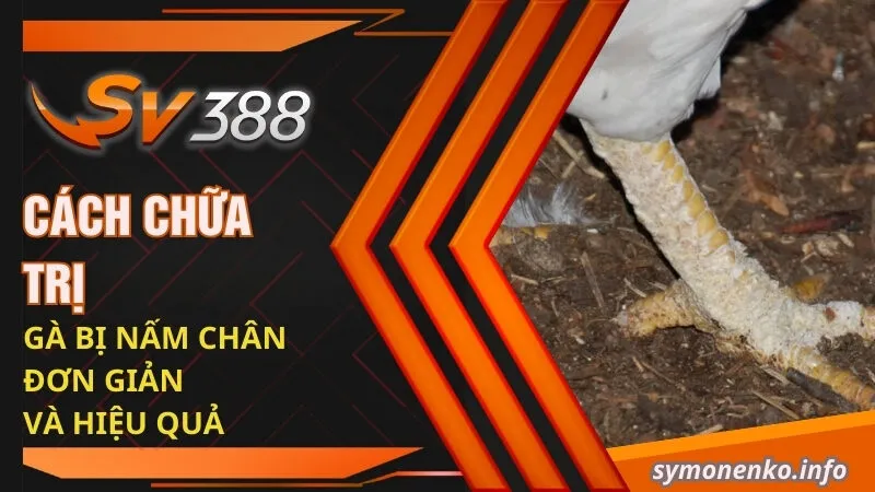 Cách chữa trị gà bị nấm chân đơn giản và hiệu quả
