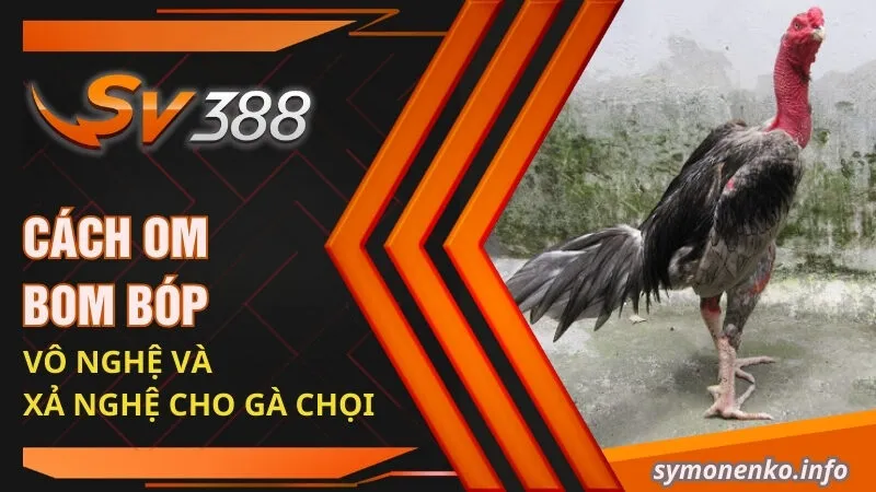 Cách om bom bóp vô nghệ và xả nghệ cho gà chọi