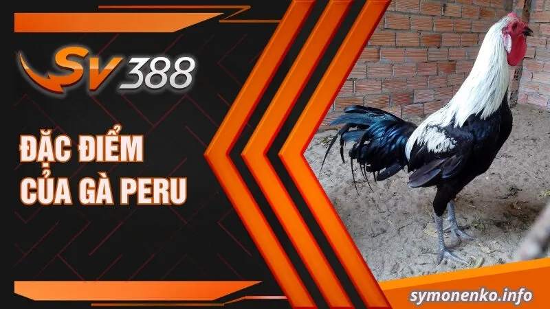 Đặc điểm của gà Peru 