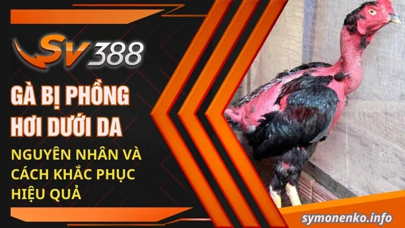 Gà Bị Phồng Hơi Dưới Da | Nguyên Nhân Và Cách Khắc Phục Hiệu Quả 7 ga bi phong hoi duoi da nguyen nhan va cach khac phuc hieu qua
