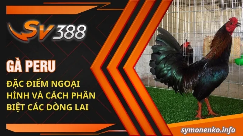 Gà Peru| Đặc Điểm Ngoại Hình Và Cách Phân Biệt Các Dòng Lai 5 ga peru dac diem ngoai hinh va cach phan biet cac dong lai
