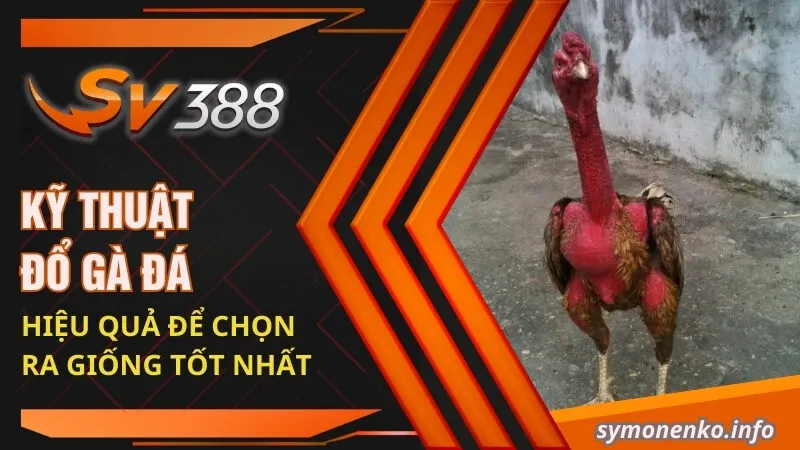 Kỹ thuật Đổ Gà Đá Hiệu Quả Để Chọn Ra Giống Tốt Nhất 10 ky thuat do ga da hieu qua de chon ra giong tot nhat