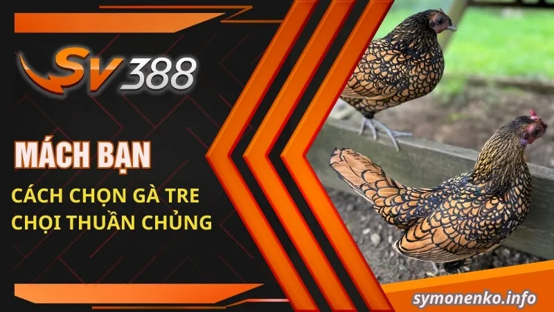 Mách bạn cách chọn gà tre chọi thuần chủng