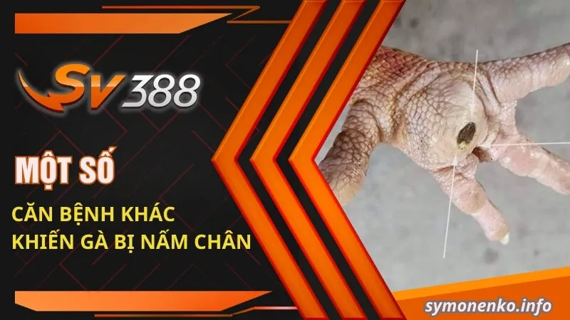 Một số căn bệnh khác khiến gà bị nấm chân