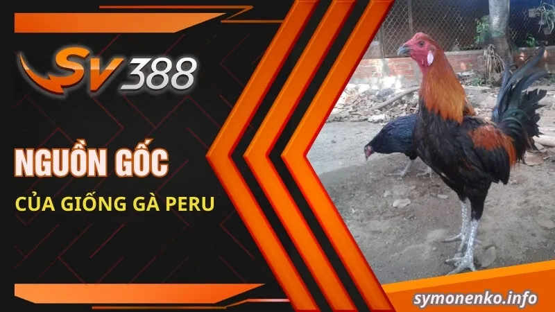 Nguồn gốc của giống gà Peru