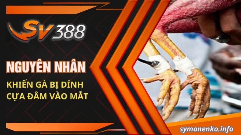 Nguyên nhân khiến gà bị dính cựa đâm vào mắt