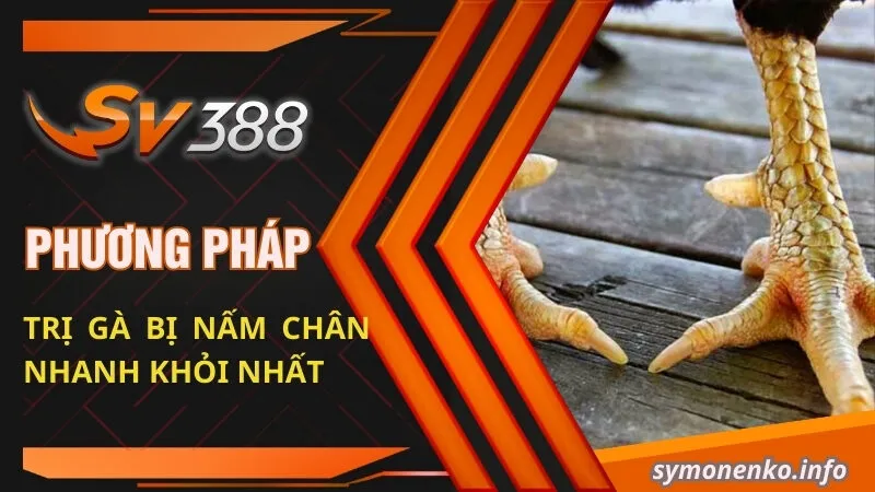 Phương Pháp Trị Gà Bị Nấm Chân Nhanh Khỏi Nhất 6 phuong phap tri ga bi nam chan nhanh khoi nhat