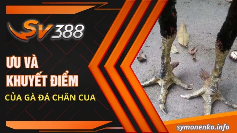 Ưu và khuyết điểm của gà đá chân cua