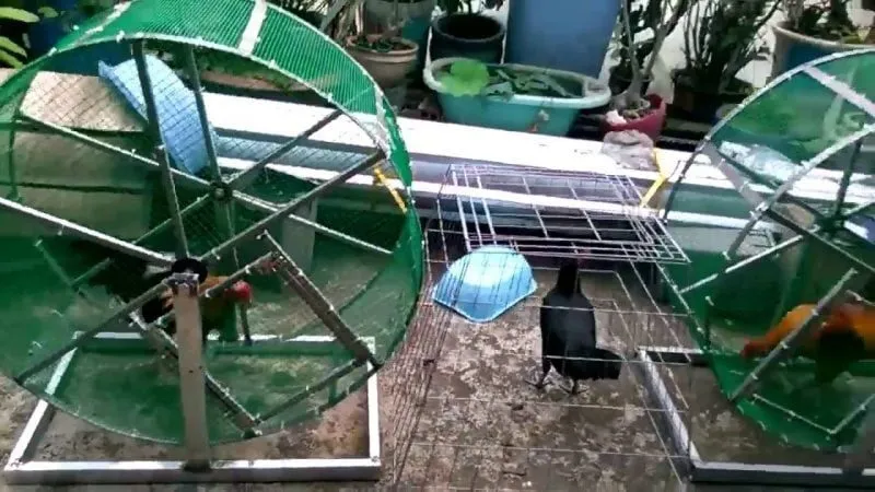 Cách nuôi gà đá bo lớn, lì đòn, sung mãn hiệu quả nhất 4 Các bài tập thể lực quan trọng cho gà đá