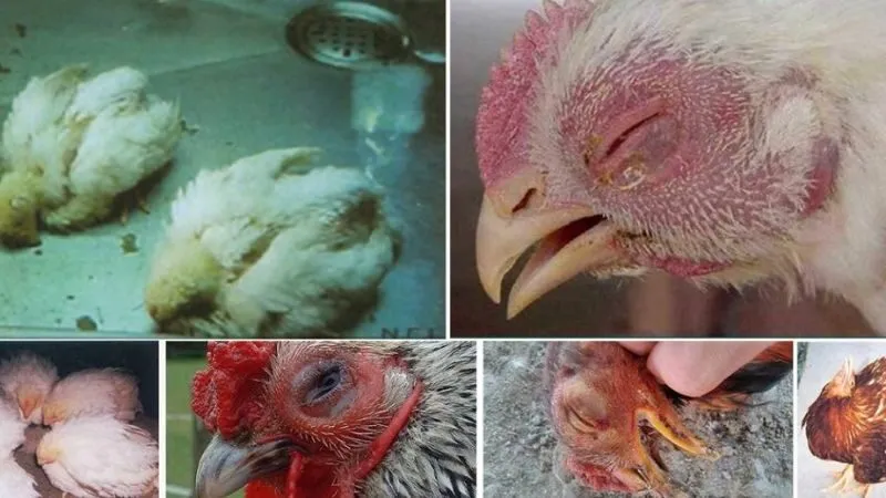 Cách nuôi gà đá bo lớn, lì đòn, sung mãn hiệu quả nhất 5 Các bệnh thường gặp khi nuôi gà đá bo lớn