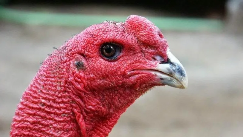 Cách Chăm Sóc Gà Chọi Để Phát Huy Sức Mạnh