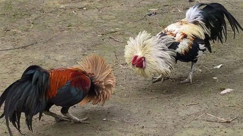 Cách nuôi gà đá bo lớn, lì đòn, sung mãn hiệu quả nhất