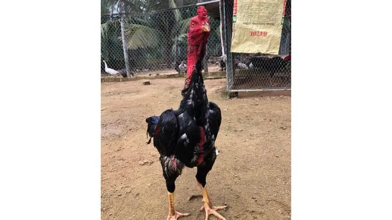 Cách nuôi gà đá bo lớn, lì đòn, sung mãn hiệu quả nhất 3 Chọn giống gà đá bo lớn chất lượng