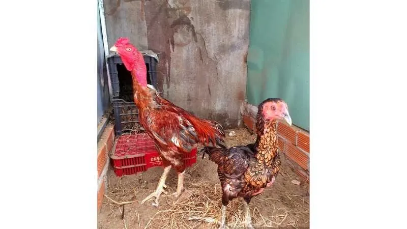 Đặc Điểm Nhận Diện Gà Nòi Việt Nam