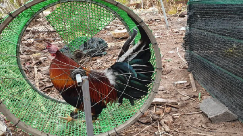 Kinh Nghiệm Chọn Gà Chọi Hay