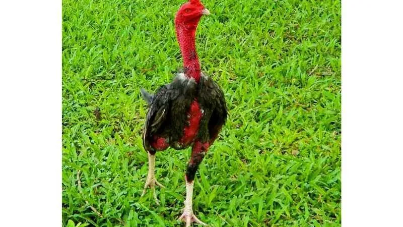 Nguồn Gốc Và Lịch Sử Của Gà Nòi Việt Nam