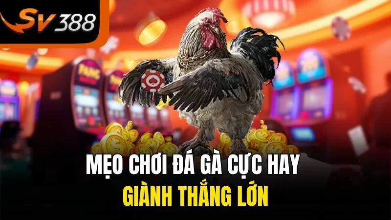 Những Điều Thú Vị Về Đá Gà Cựa Sắt Tại SV388 Bạn Không Thể Bỏ Lỡ 4 Mẹo chơi đá gà cực hay giành thắng lớn
