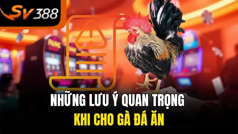 Lựa Chọn Thức Ăn Cho Gà Đá Giúp Chiến Kê Luôn Sung Mãn 4 Những lưu ý quan trọng khi cho gà đá ăn